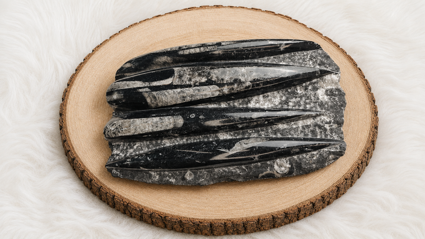 Premium Orthoceras Fossil Plate 1.15 kg