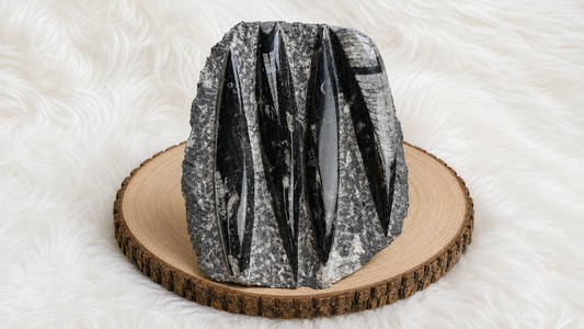 Premium Orthoceras Fossil Plate  0.81 kg