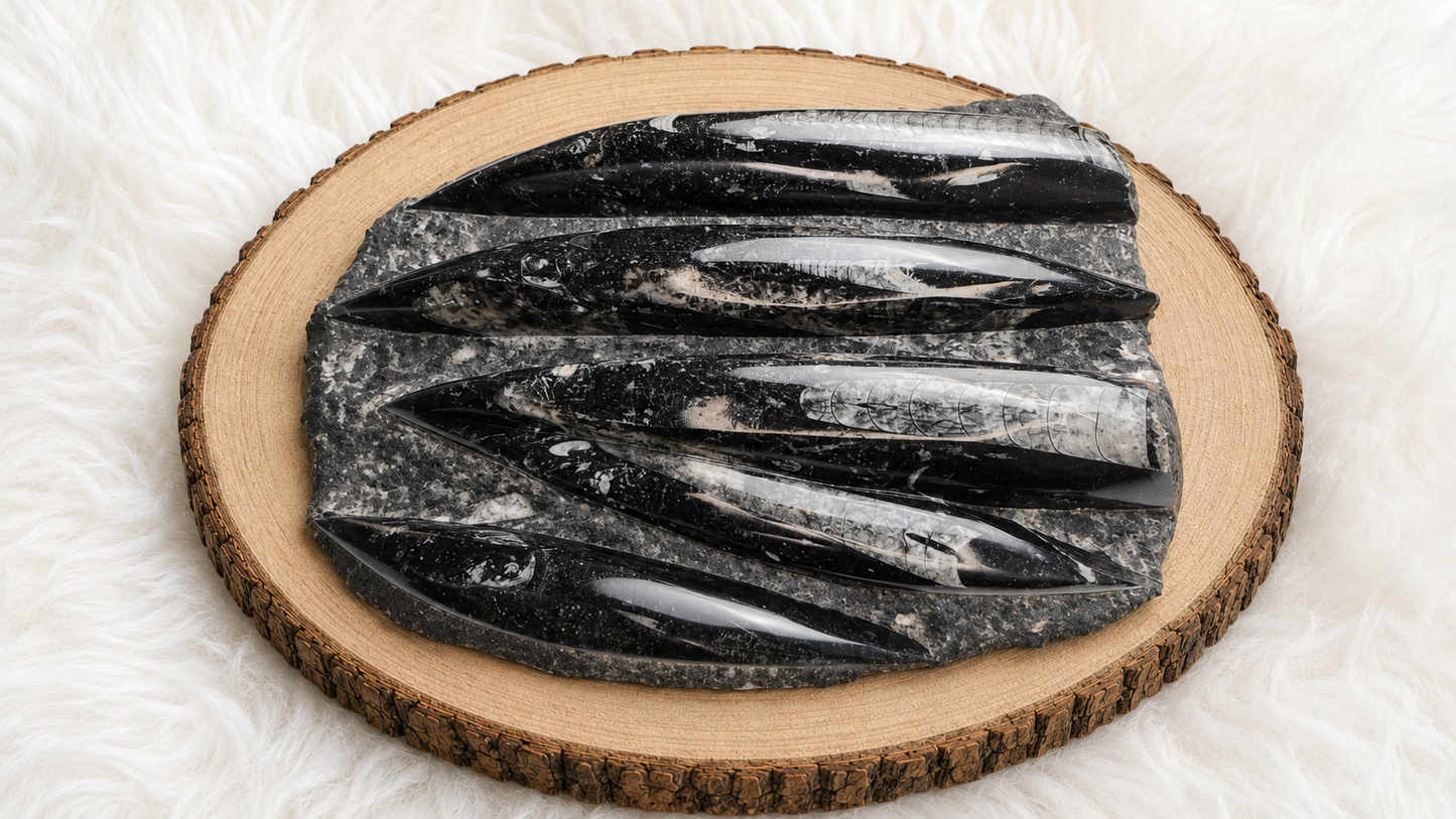 Premium Orthoceras Fossil Plate  1.46 kg