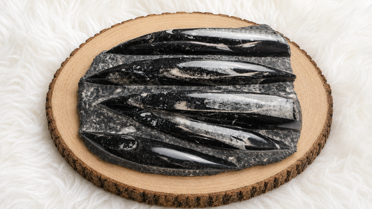 Premium Orthoceras Fossil Plate  1.46 kg