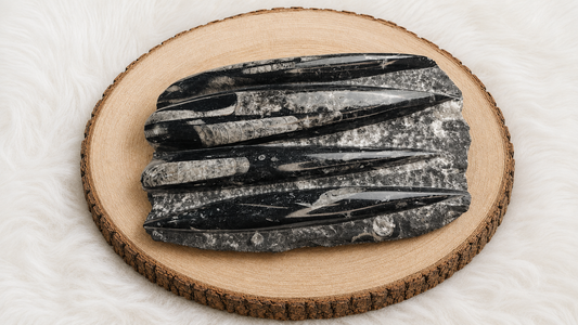 Premium Orthoceras Fossil Plate  1.15 kg