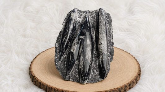 Premium Orthoceras Fossil Plate 1.40 kg