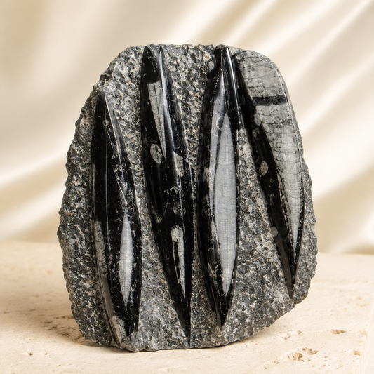 Premium Orthoceras Fossil Plate  0.81 kg