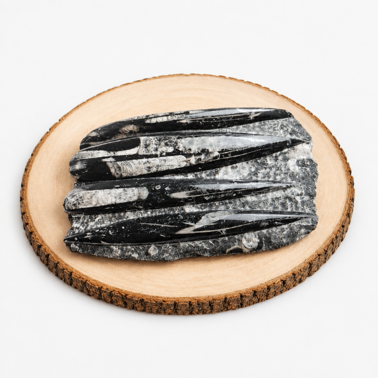 Premium Orthoceras Fossil Plate  1.46 kg
